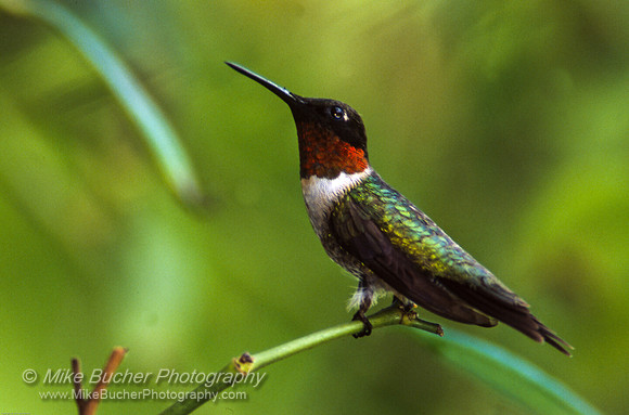 Ruby-throated Hummingbird 4
