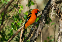 Hooded Oriole