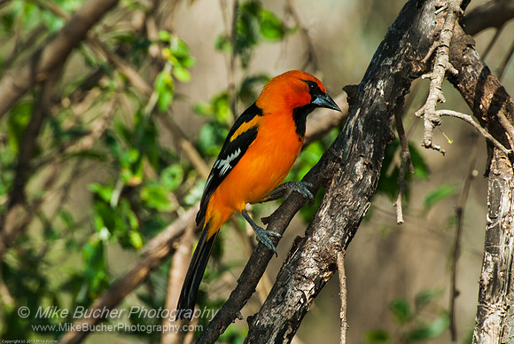 Hooded Oriole