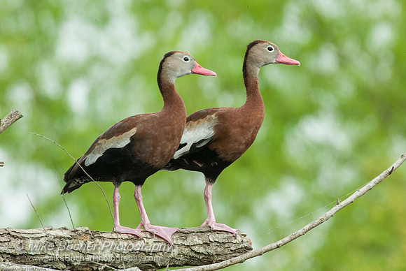 Wood Ducks