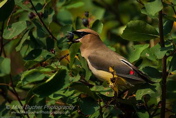 Cedar Waxwing