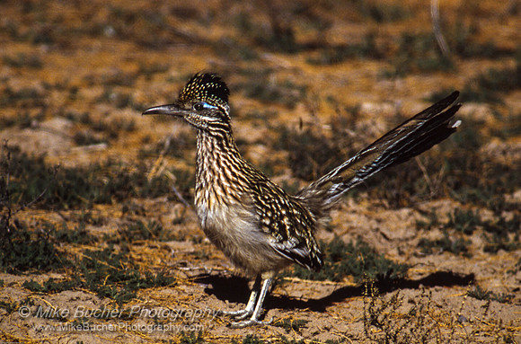 Greater Roadrunner