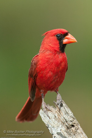 Northern Cardinal