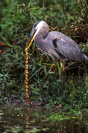 Great Blue Heron & snake