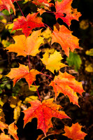02 Fall Foliage