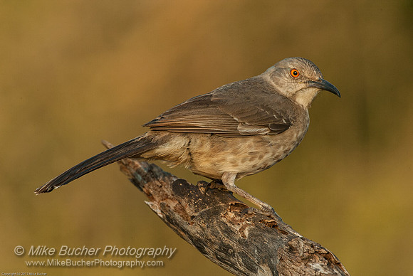 Curve-Billed Thrasher