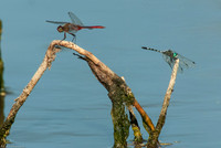Dragonflies