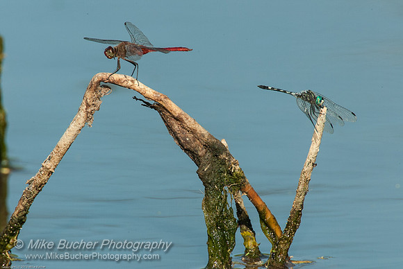 Dragonflies