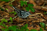 Black & White Warbler
