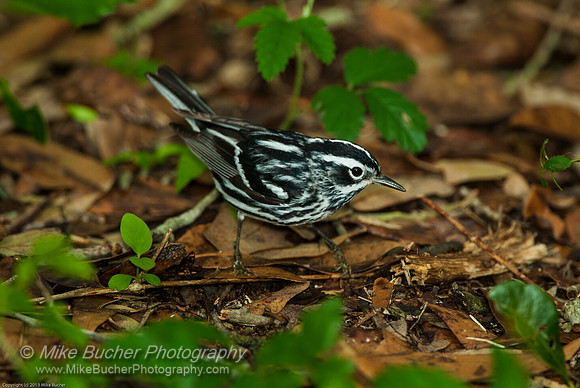 Black & White Warbler