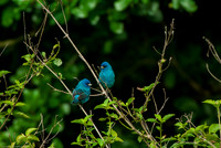Indigo Buntings