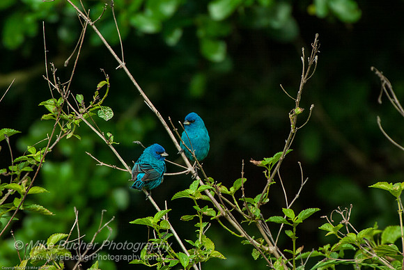 Indigo Buntings