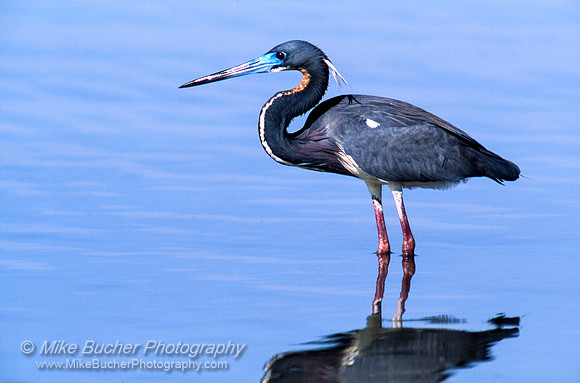 Tricolor Heron