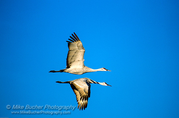 Sandhill Cranes