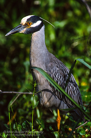 Yellow-crowned Night Heron 2