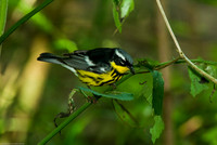 Magnolia Warbler