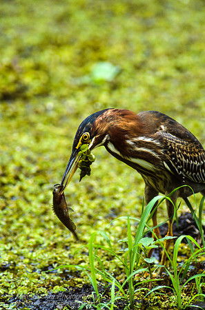 Green Heron