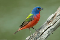 Painted Bunting