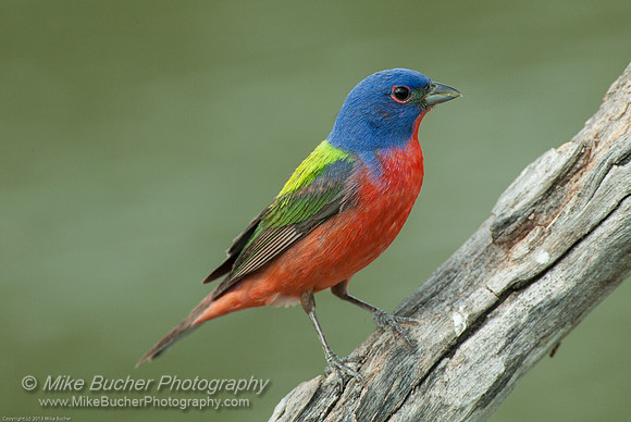 Painted Bunting
