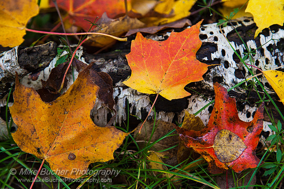 Whisker Lakes fallen leaves
