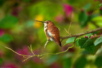 Rufous Hummingbird