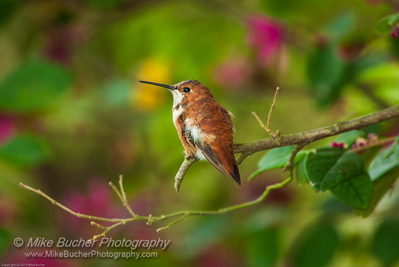 Rufous Hummingbird