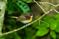 American Redstart (juv male)