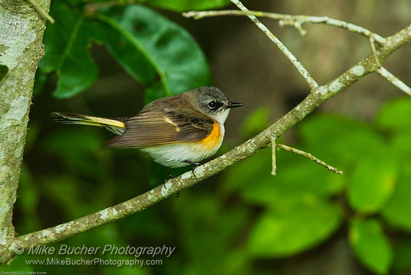 American Redstart (juv male)