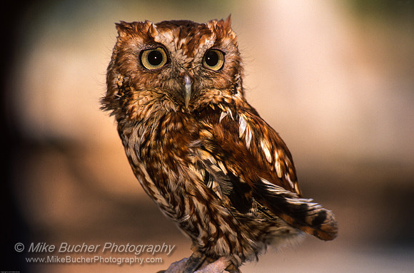 Eastern Screech Owl