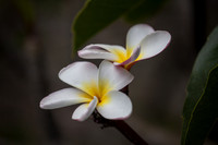 Hawaii - 2013-04-09 - 009